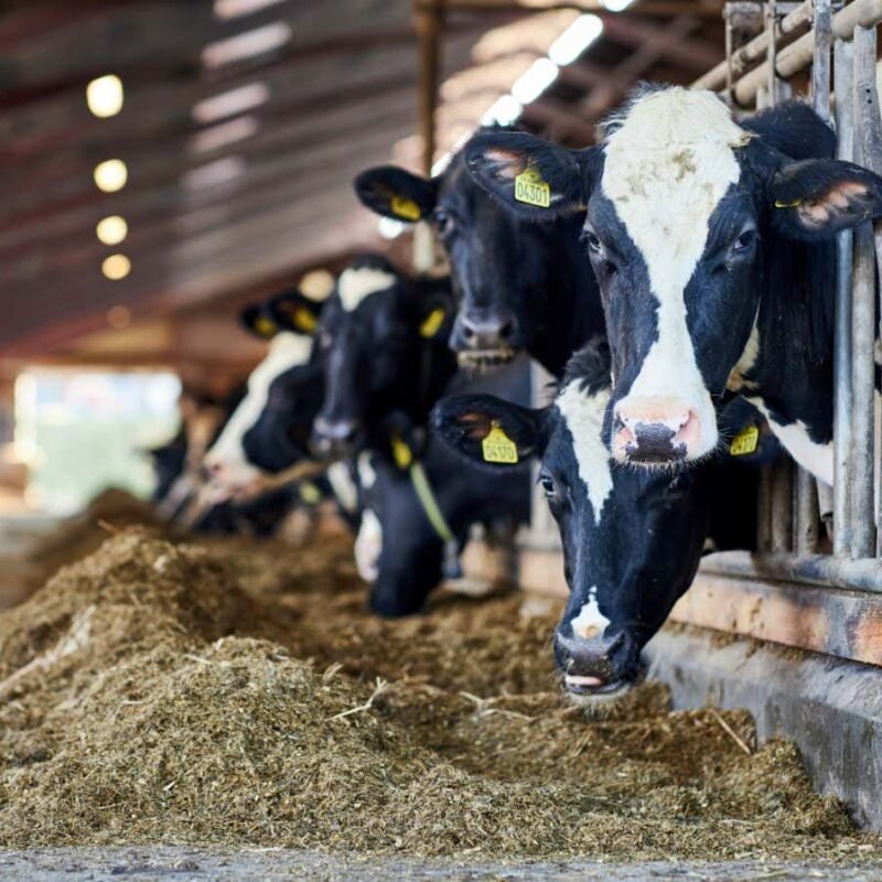 How the US is preparing for a potential bird flu pandemic How the US is preparing for a potential bird flu pandemic