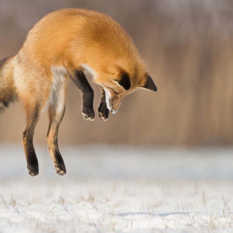 Foxes’ skulls are specially adapted for diving into snow Foxes’ skulls are specially adapted for diving into snow