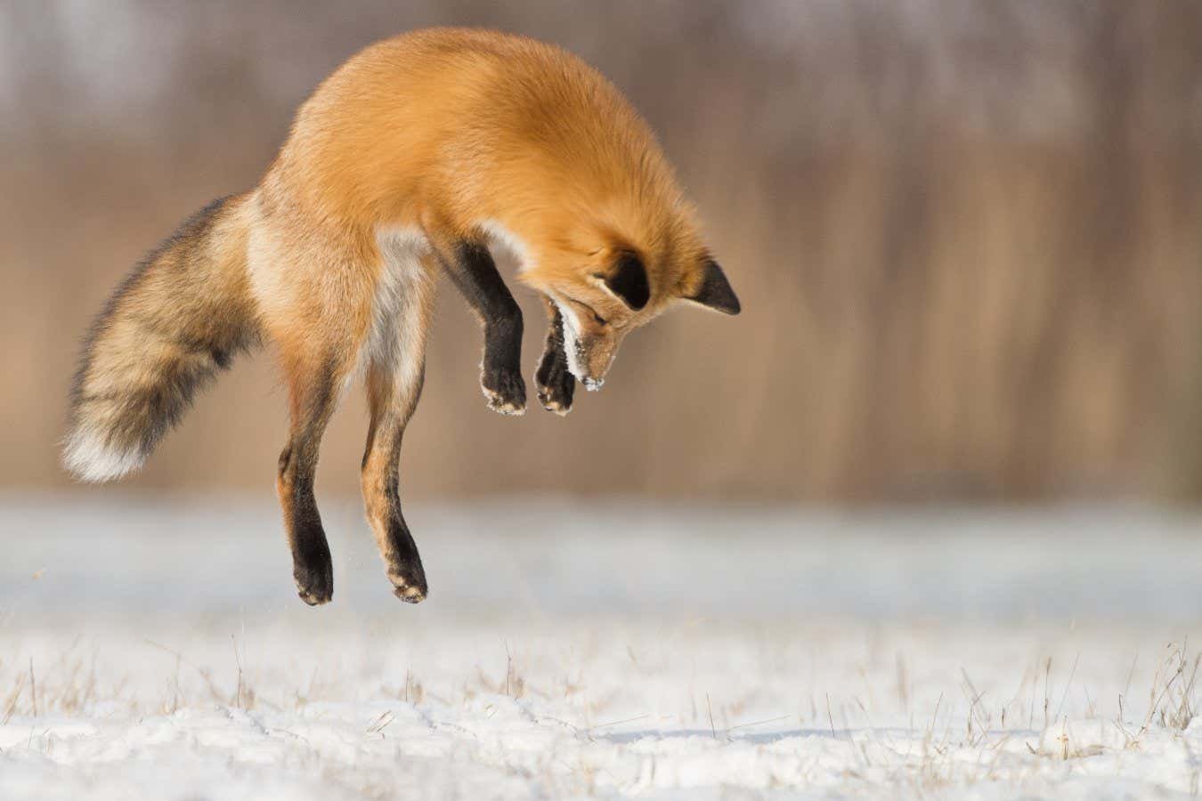 Foxes’ skulls are specially adapted for diving into snow