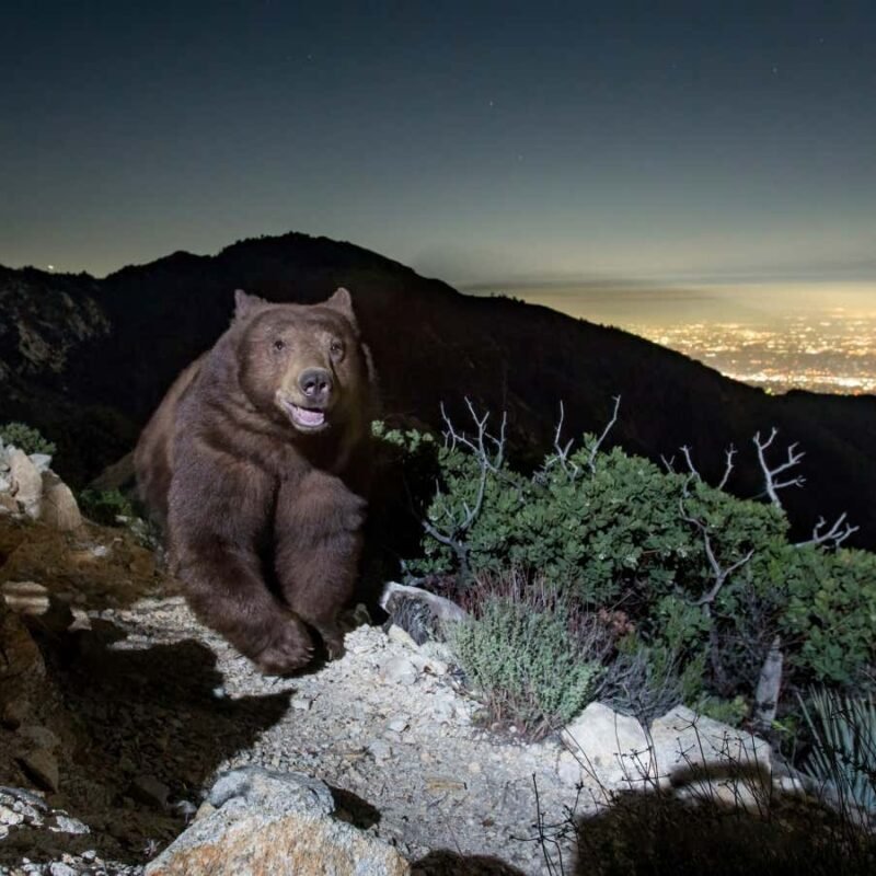 ‘Smiling’ black bear caught on camera in Pasadena goes viral