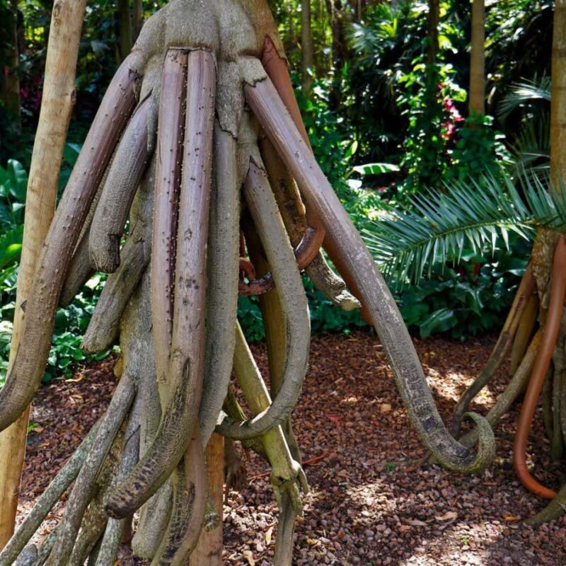 Seven surprising things you may not know about roots