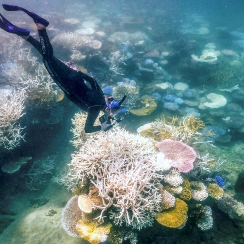 Corals that recover from bleaching still struggle to breed