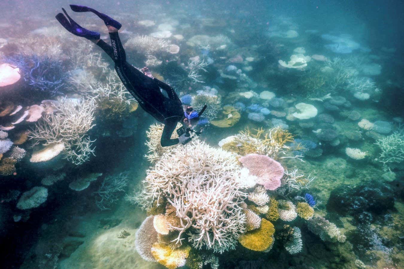 Corals that recover from bleaching still struggle to breed