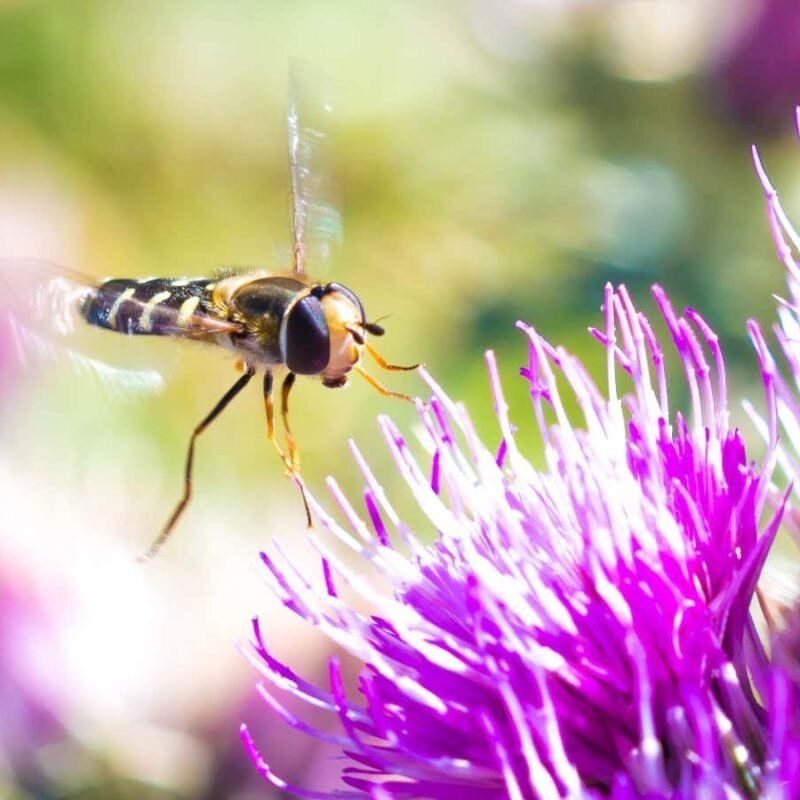 Flies undertake epic migrations that may be vital for pollination