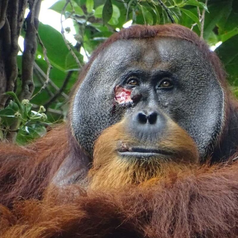 Orangutan is first non-human seen treating wounds with medicinal plant