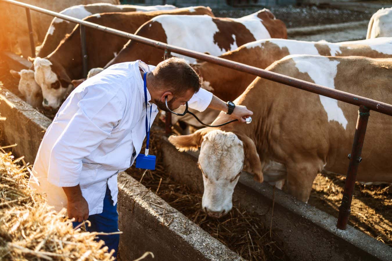 Bird flu has hit US cows but tracking efforts fall woefully short