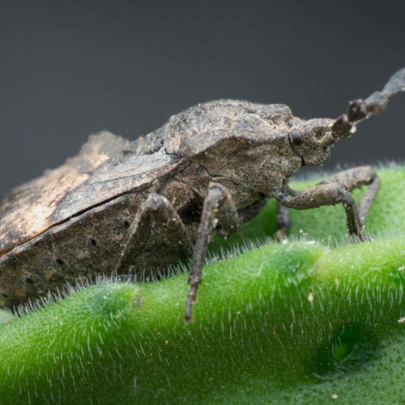 Stink bugs grow a fungal garden on their legs to fight parasitic wasps