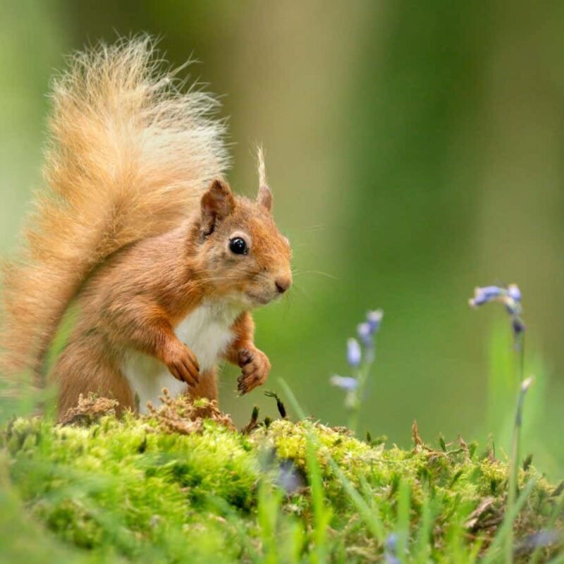 Red squirrels were hosts for leprosy in medieval England