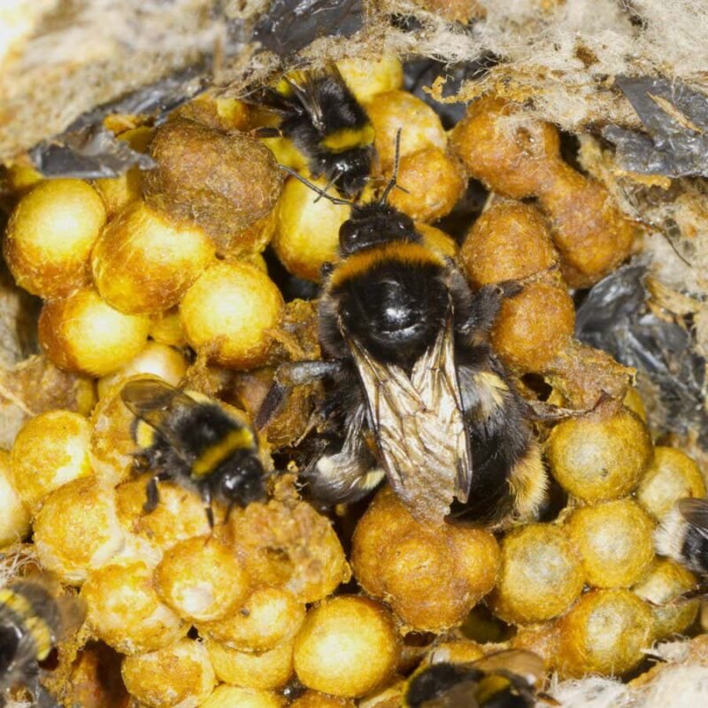 Rising temperatures are cooking bumblebee nests and killing larvae