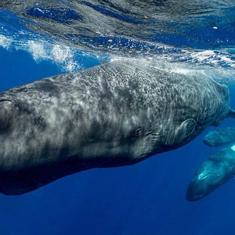 Sperm whale clicks could be the closest thing to a human language yet