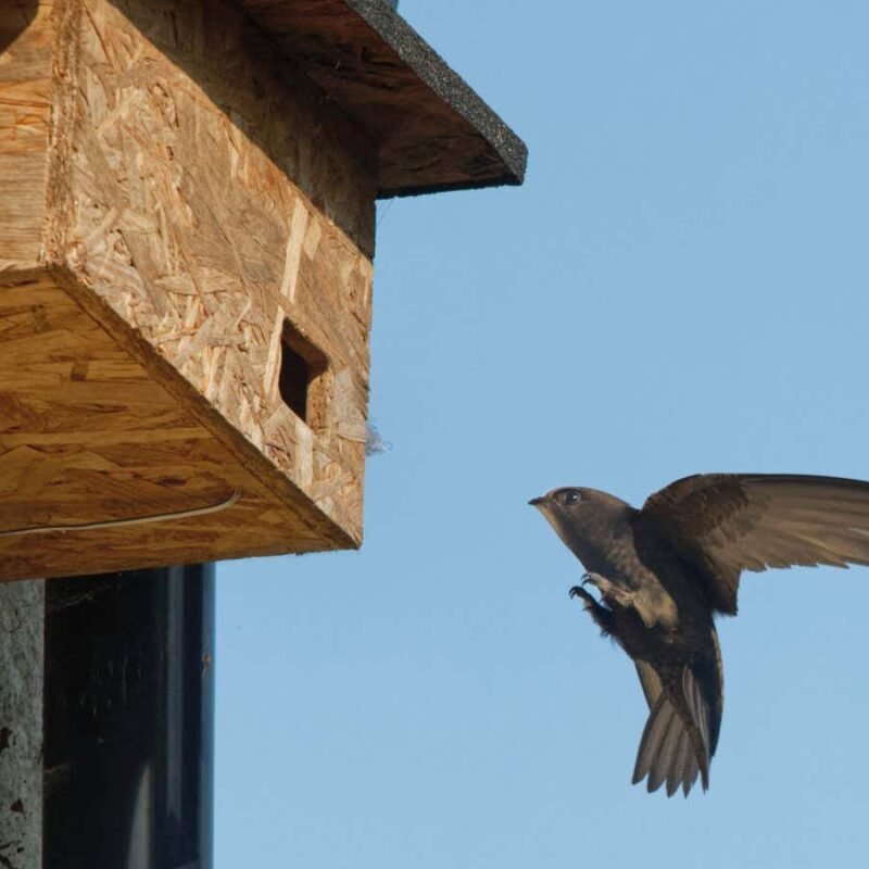 Don't forget birds and bats when renovating or building new homes