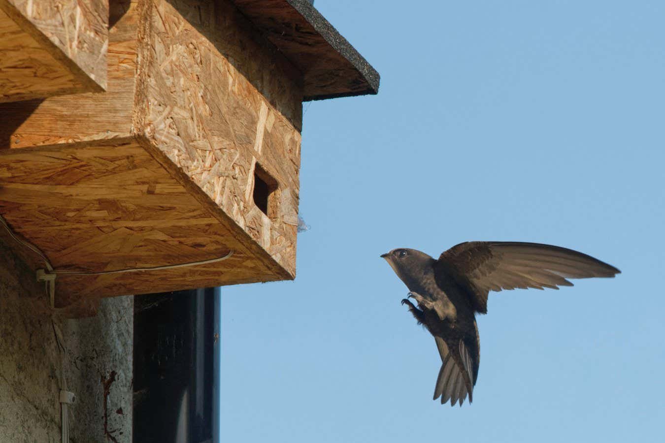 Don't forget birds and bats when renovating or building new homes