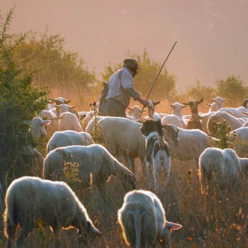 Nomads thrived in Greece after the collapse of the Roman Empire