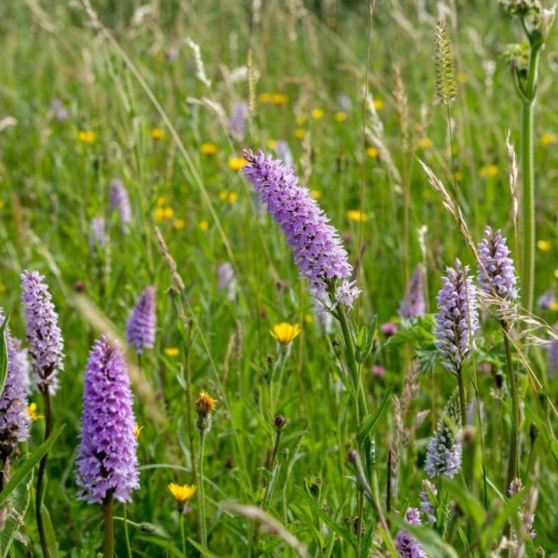 Orchids feed their young through underground fungal connections