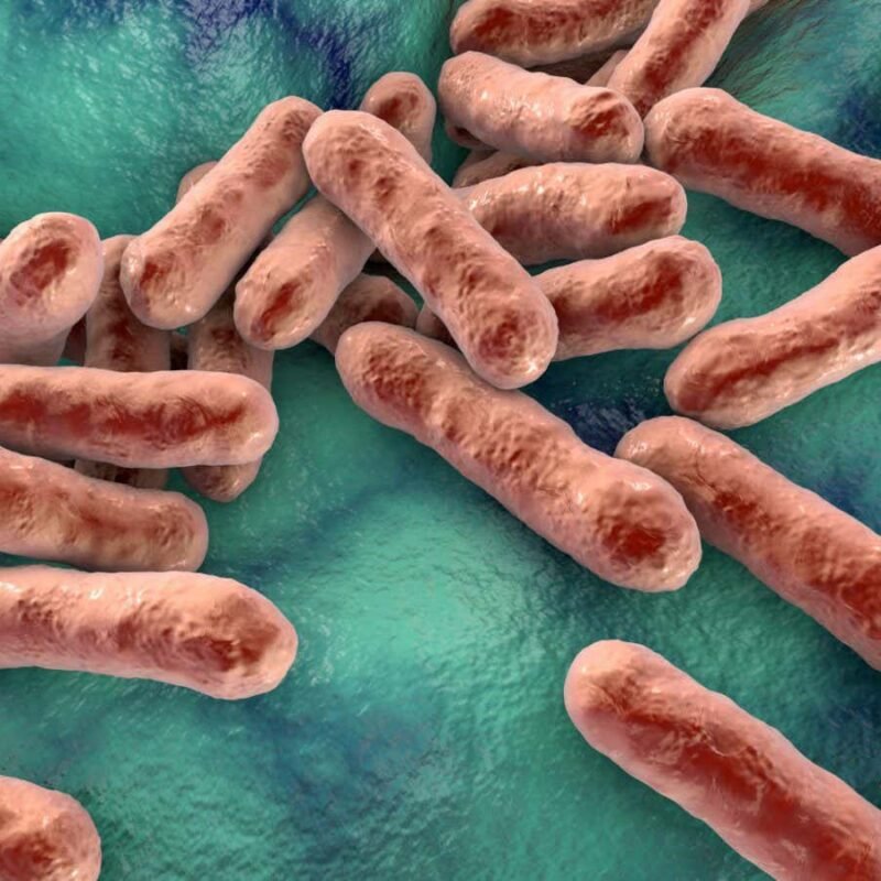 Acne-causing bacteria can treat dandruff by resetting scalp microbiome