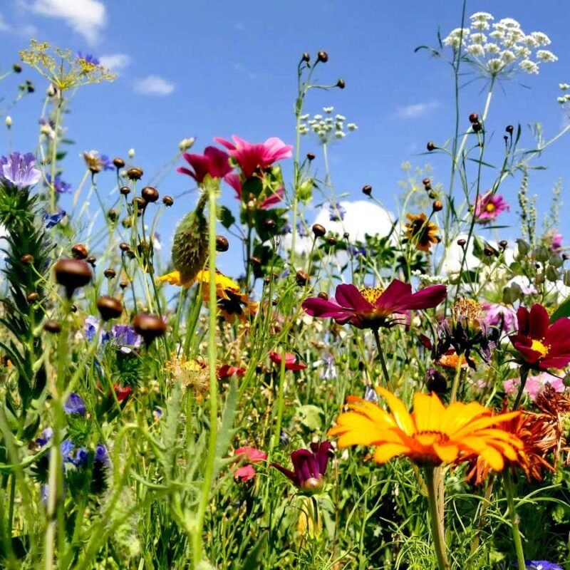 To rescue biodiversity, we need a better way to measure it