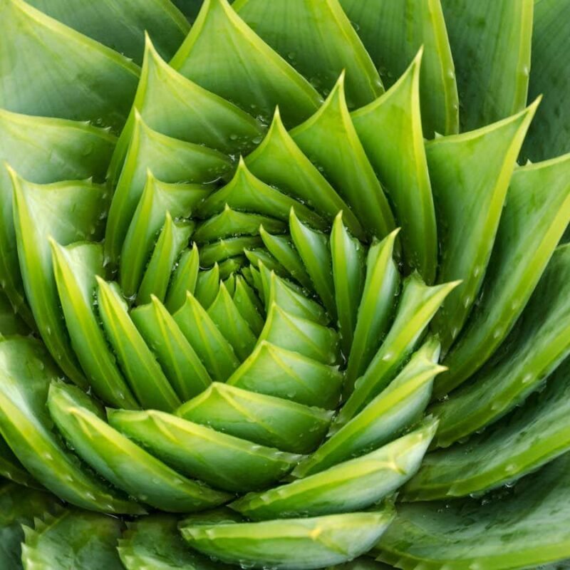 What are fractals and how can they help us understand the world?