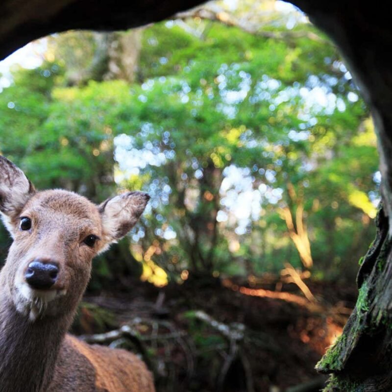 Hungry deer may have driven tiny plant evolution on Japanese island