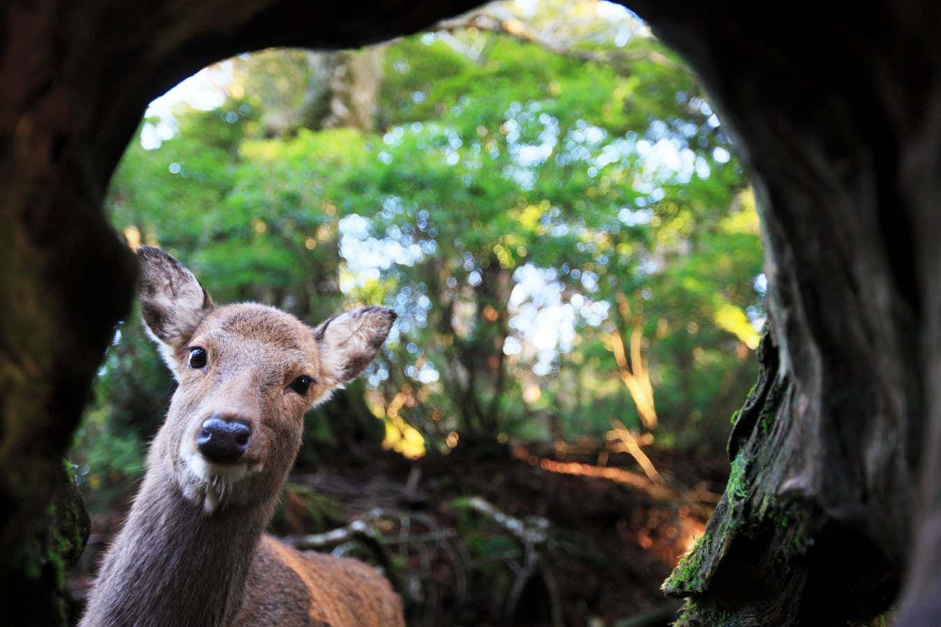 Hungry deer may have driven tiny plant evolution on Japanese island