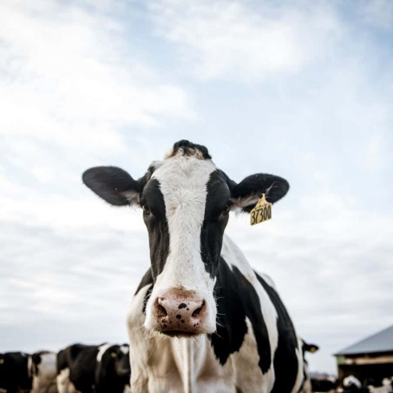 Why we still don't know exactly how bird flu is spreading between cows