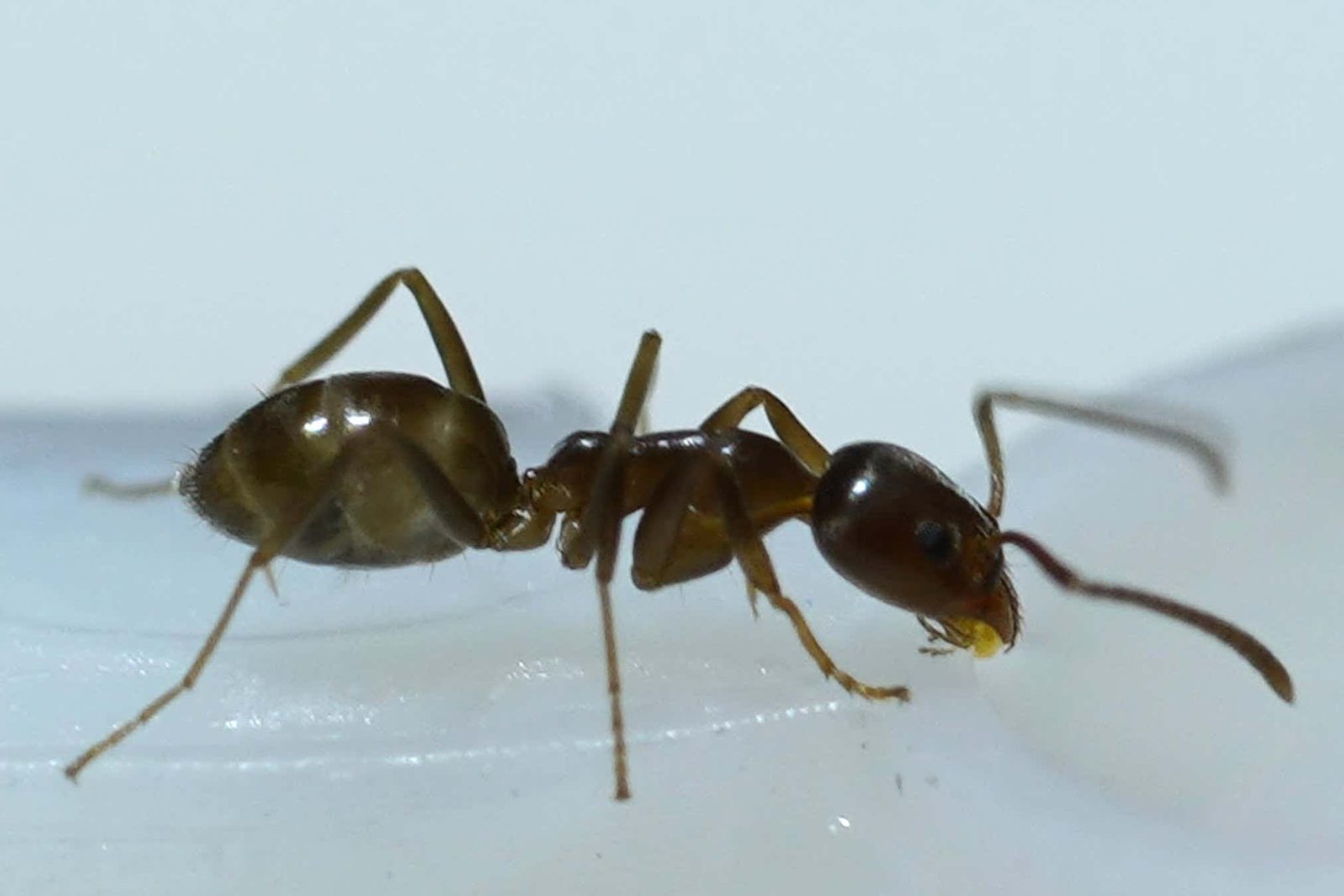 Ants learn faster on caffeine