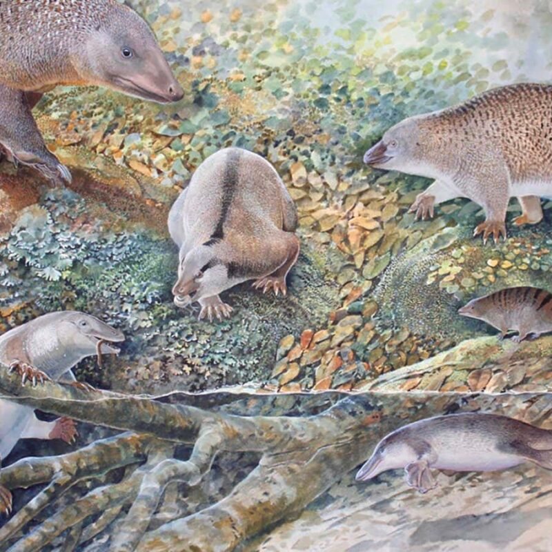 Fossil trove reveals three new species of ancient egg-laying mammals