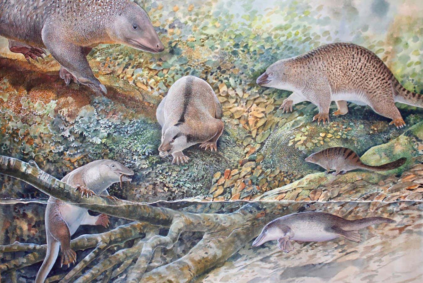 Fossil trove reveals three new species of ancient egg-laying mammals