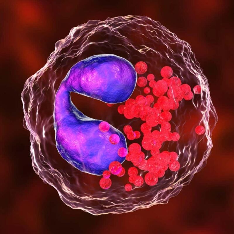 Asthma treated in mice using offshoot of CAR T-cell cancer therapy