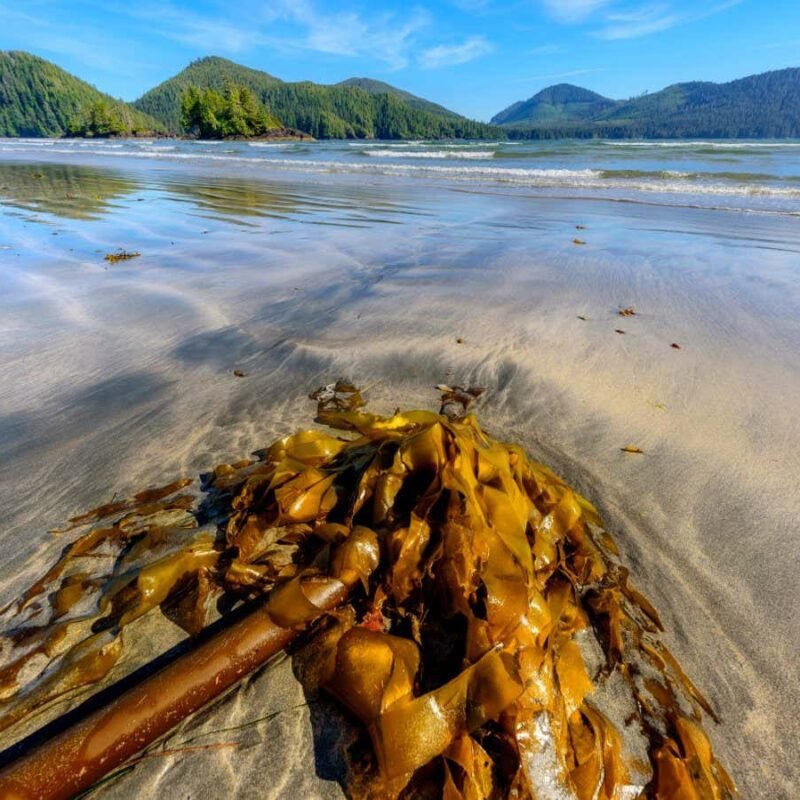 Can seaweed provide the minerals we need for clean energy?