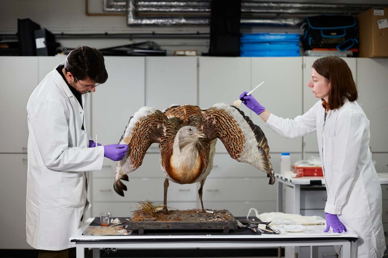 Great bustard gets spruced up for a show at London’s Natural History Museum