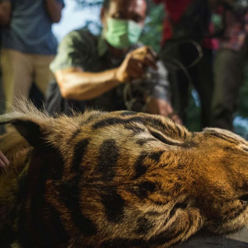 Snares are wiping out South-East Asian wildlife – what can be done?