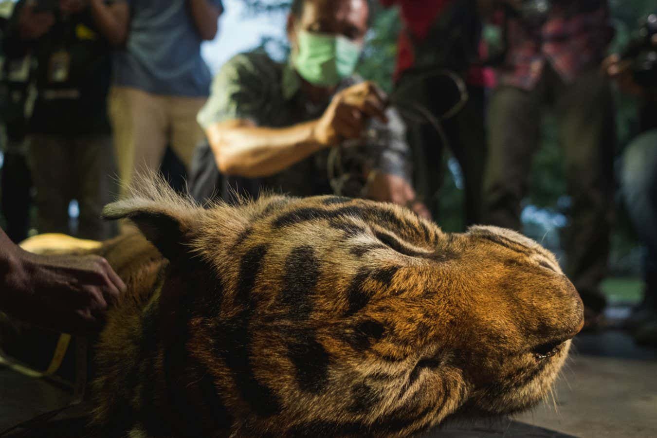 Snares are wiping out South-East Asian wildlife – what can be done?