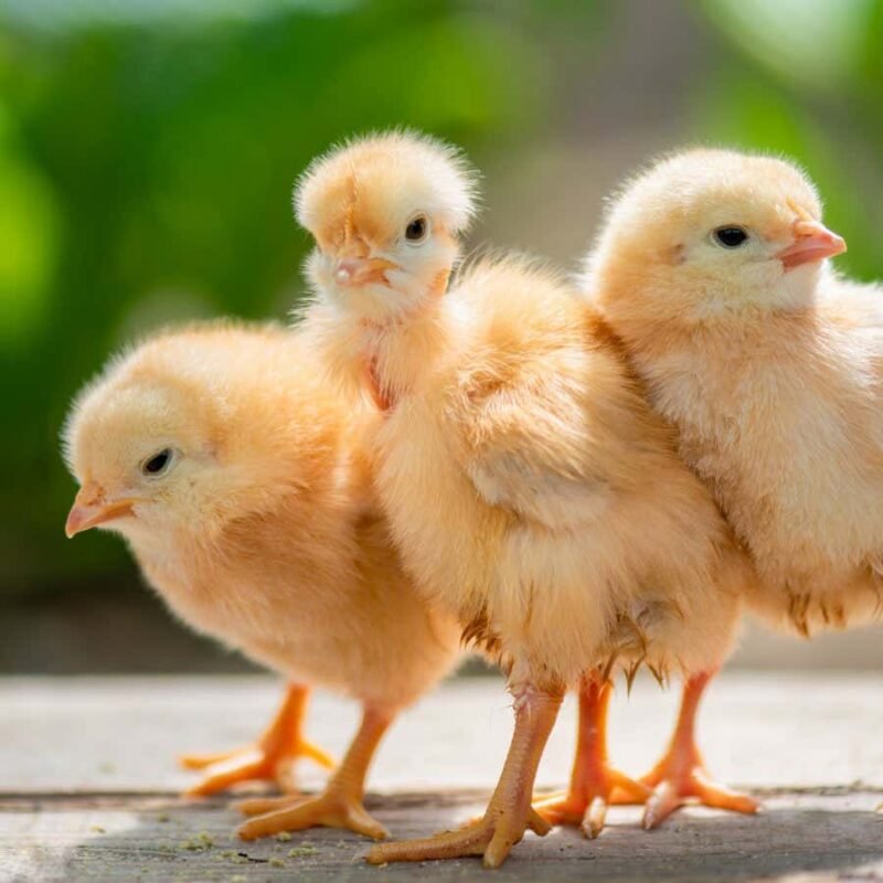 Chicks link shapes with 'bouba' and 'kiki' sounds just like humans