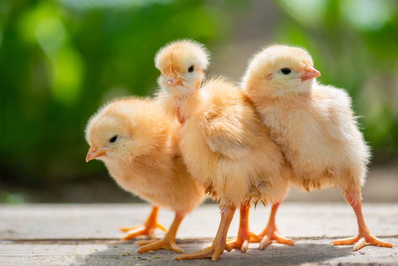 Chicks link shapes with 'bouba' and 'kiki' sounds just like humans