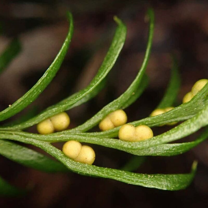 Small fern species has a genome 50 times larger than that of humans