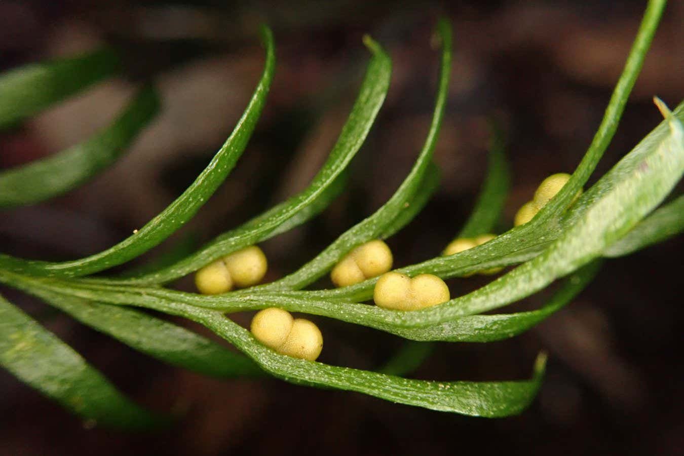 Small fern species has a genome 50 times larger than that of humans