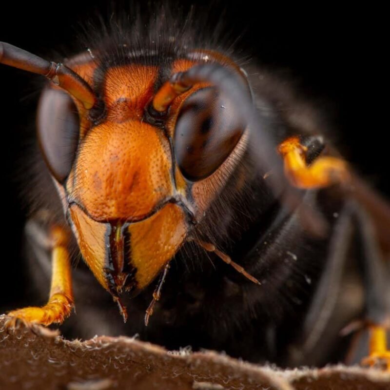 Asian hornets have overwintered in the UK for the first time