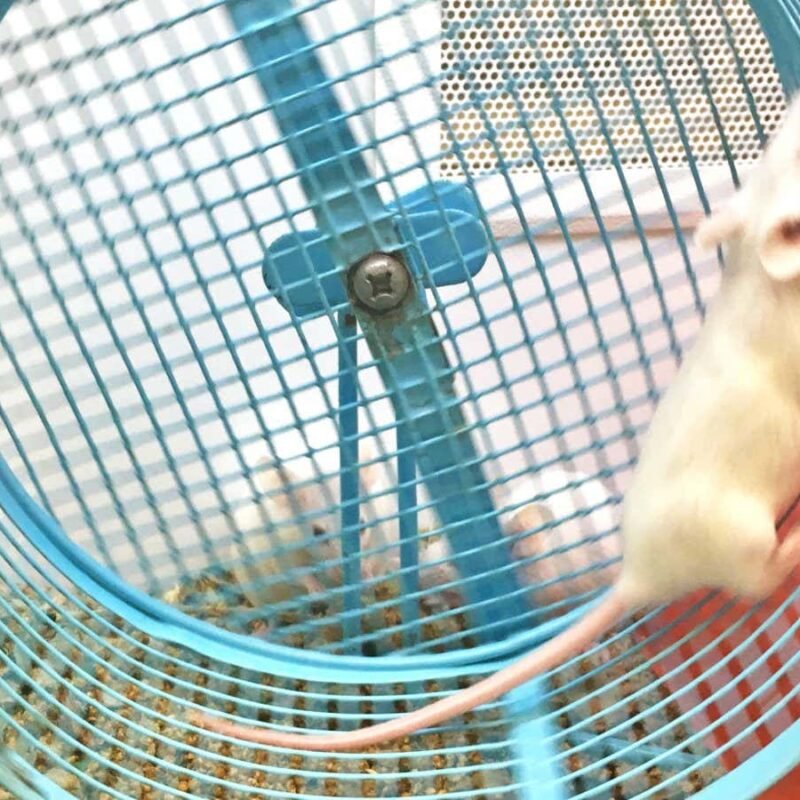 Morning exercise may be optimal for improving bone health