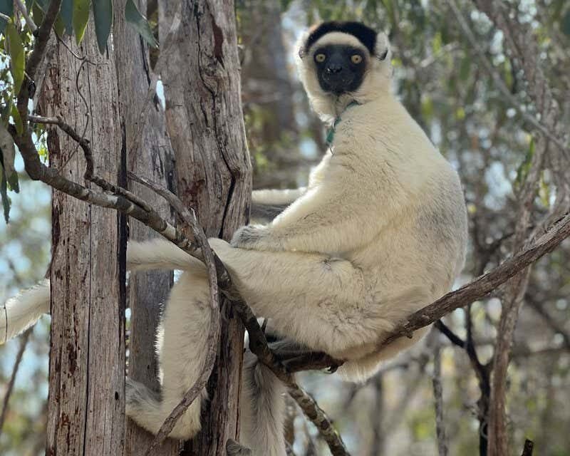 Male lemurs grow bigger testicles when there are other males around