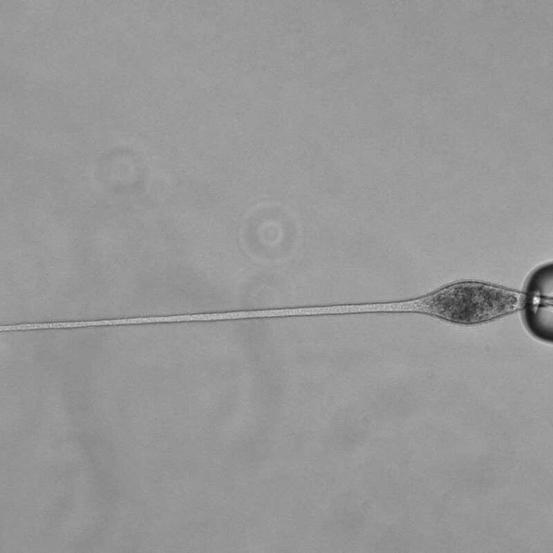 Single-celled predator extends its ‘neck’ with the help of origami