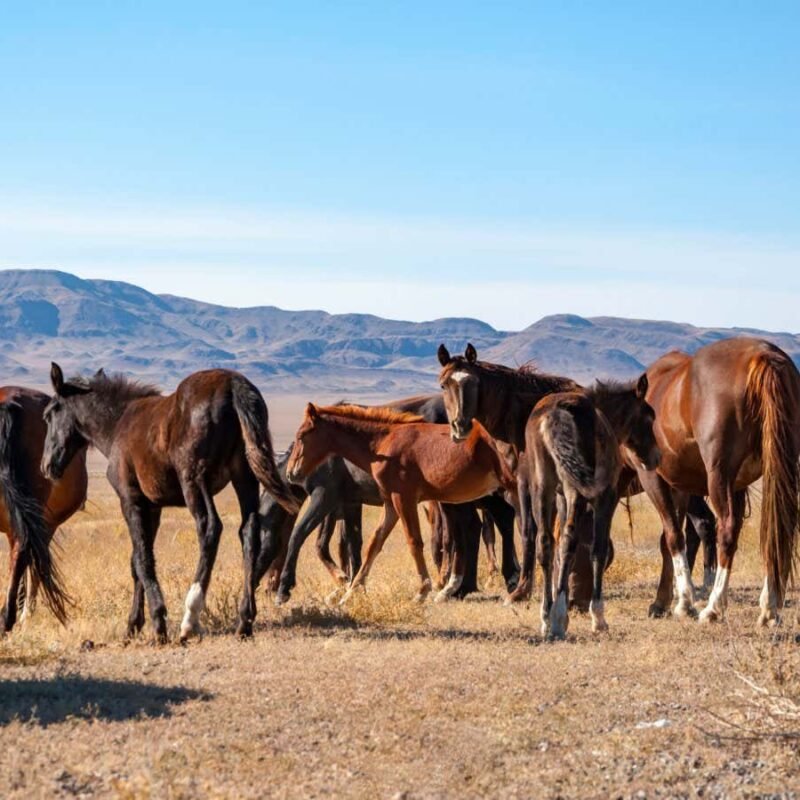 Origins of modern horses traced to breeding revolution 4200 years ago