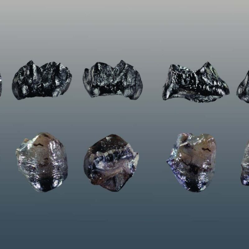 Tiny great ape fossils identified as new species from Europe