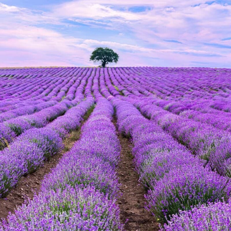 Why herbs evolved to smell and taste so delicious