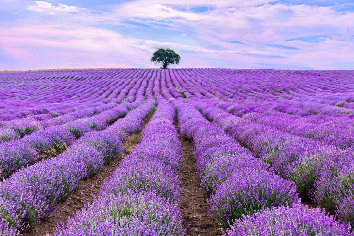 Why herbs evolved to smell and taste so delicious