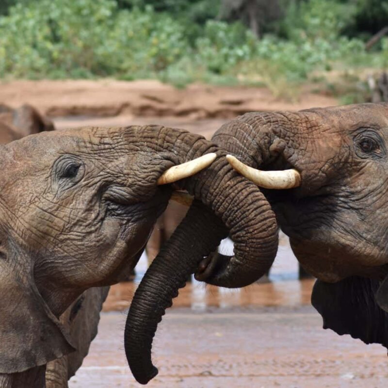 Elephants seem to invent names for each other