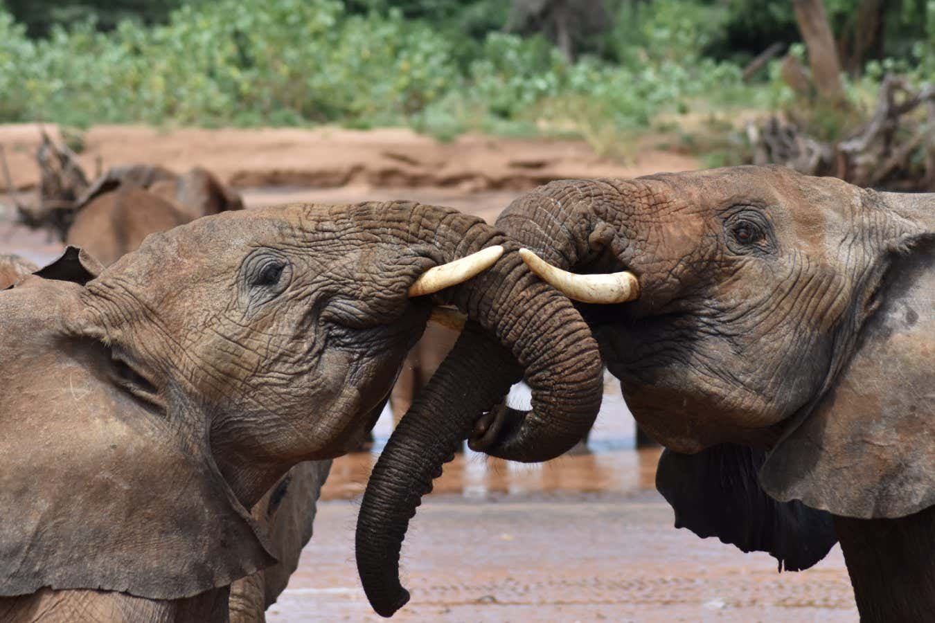 Elephants seem to invent names for each other