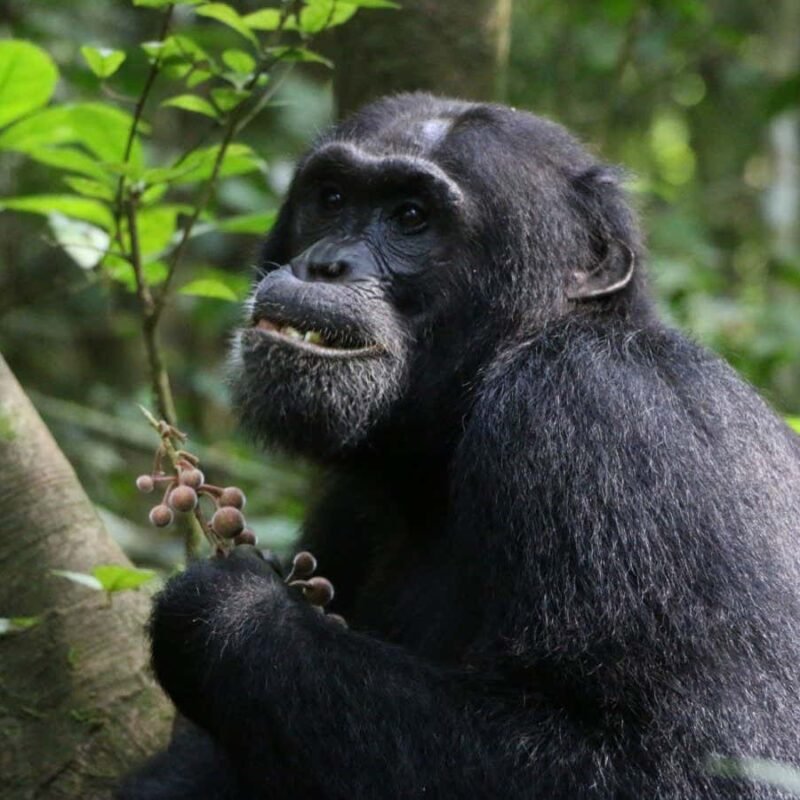 Sick chimpanzees seek out range of plants with medicinal properties