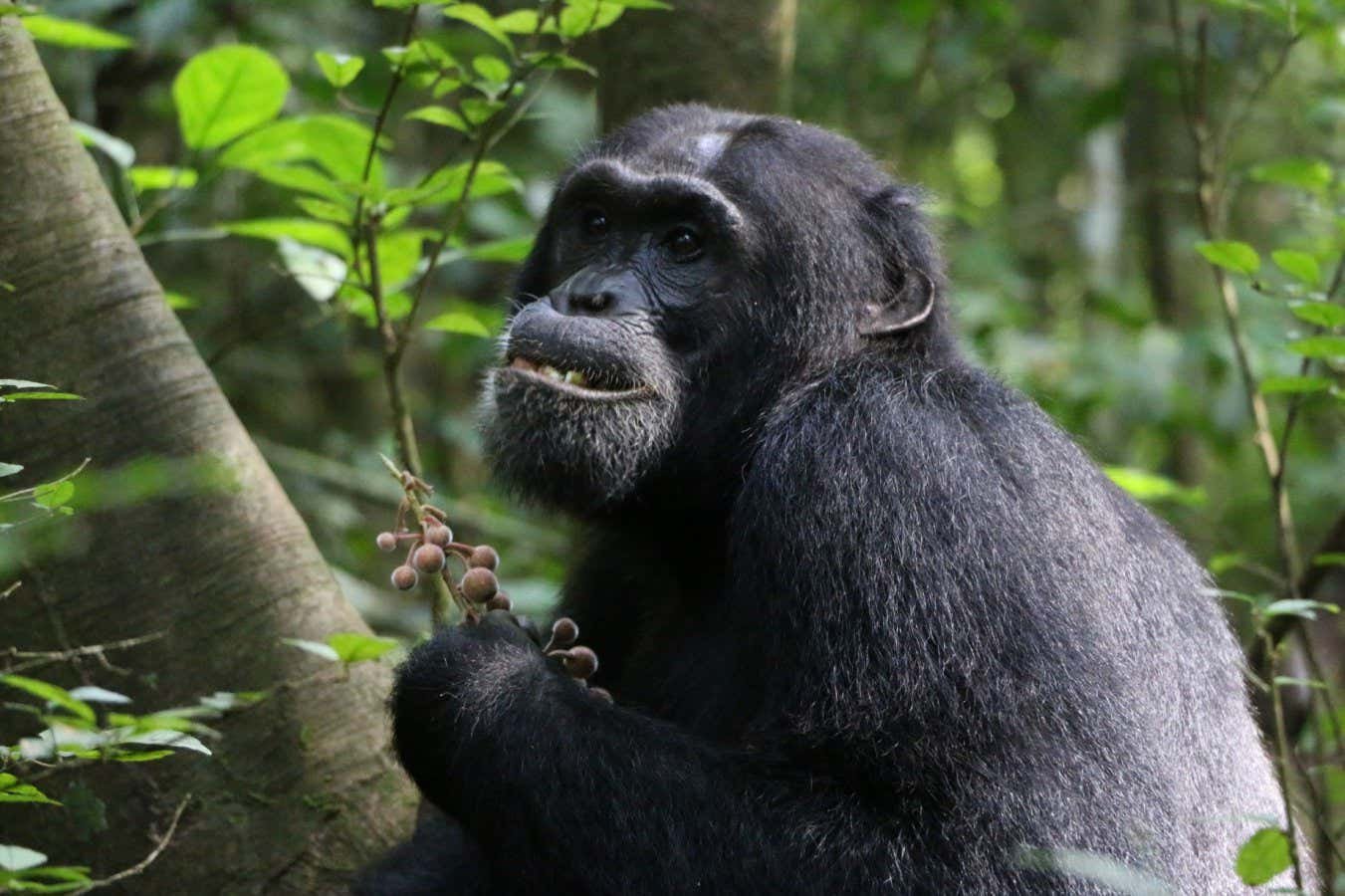 Sick chimpanzees seek out range of plants with medicinal properties