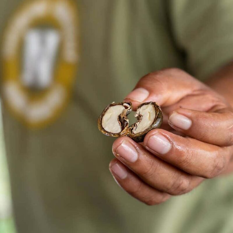 Shipping companies are testing biofuel made from cashew nut shells