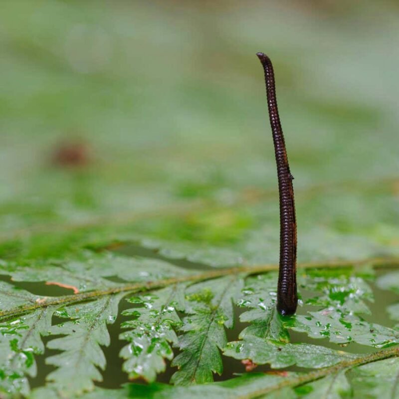 Watch leeches jump by coiling their bodies like cobras